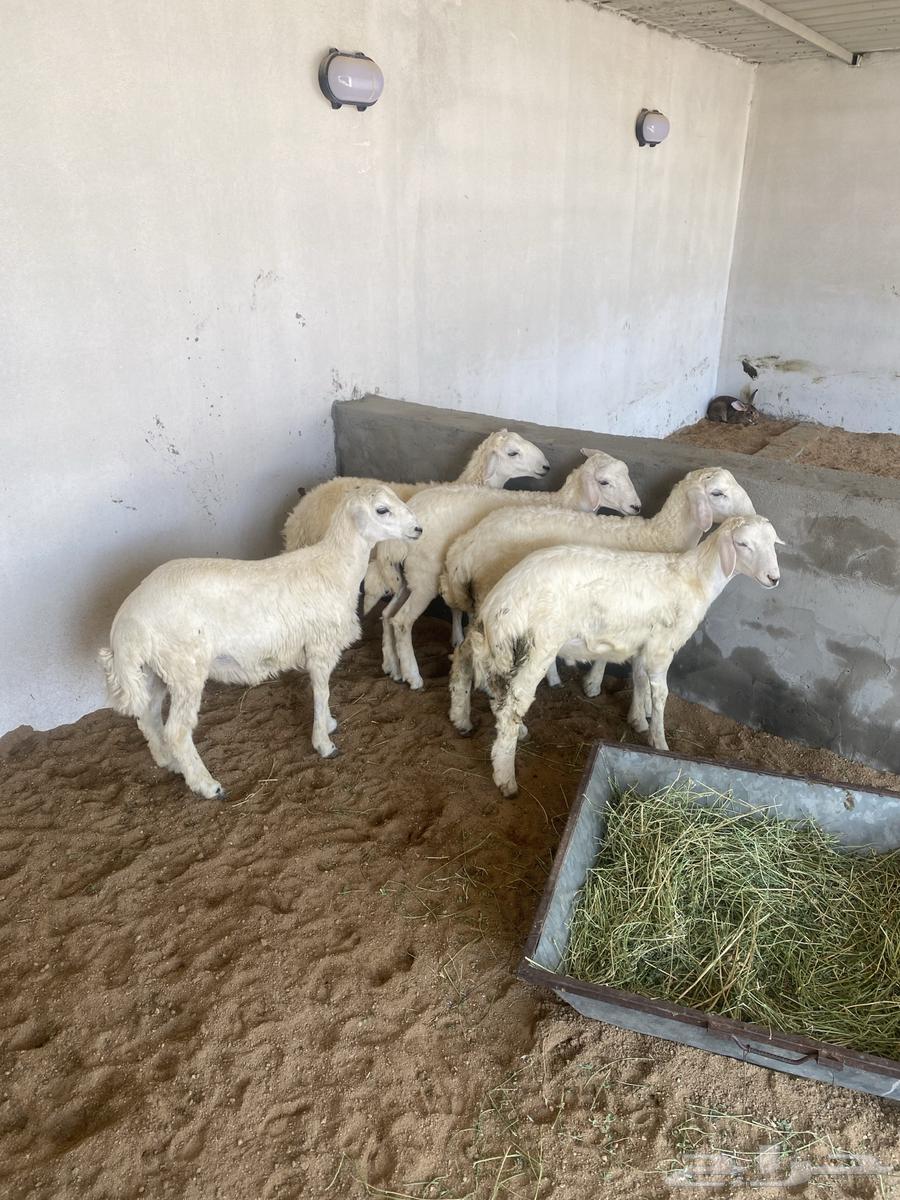 طليان صحه وشحم64382638088321110