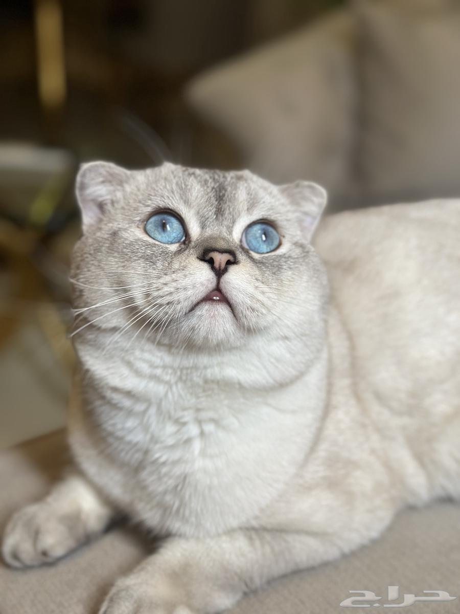 Cats for mating64386487426691110