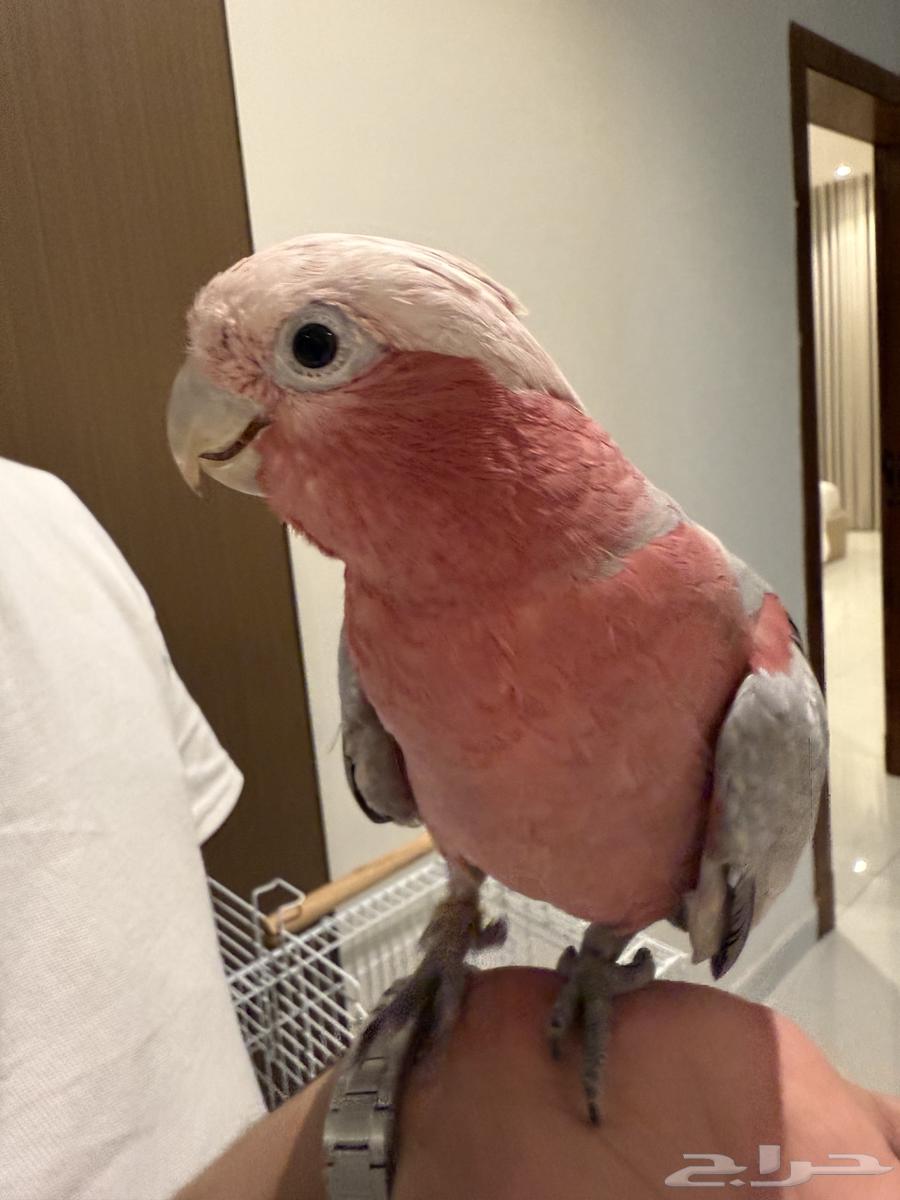 كوكاتو العمر سنه ونصف64380107411074114