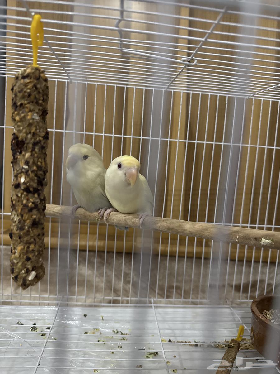 للبيع المستعجل روز عدد 264384703088769112