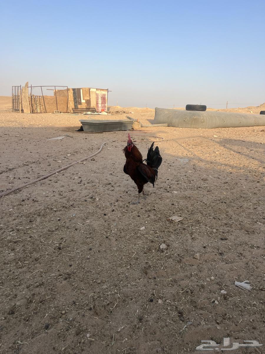 Red local rooster with one comb64387090214274112