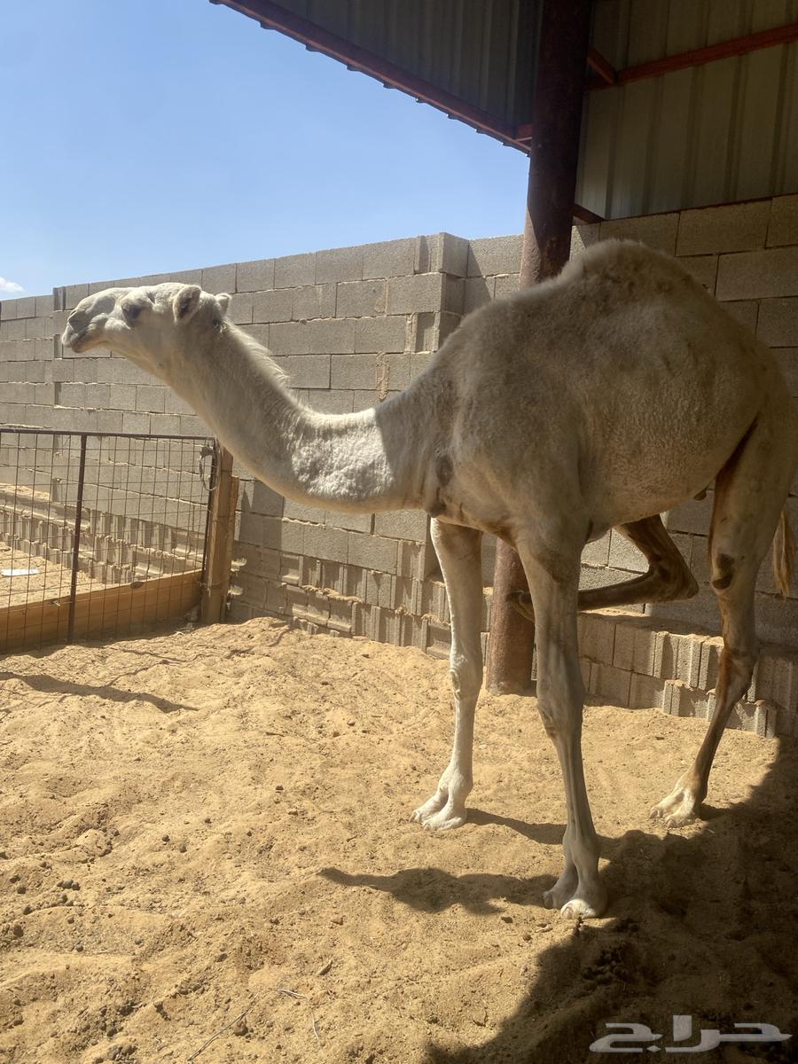 For sale: two white colts, one around five months old and the other a breeding project64384409948545110