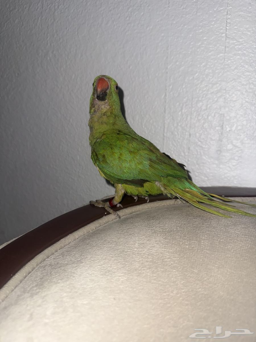 للبيع ببغاء دره هندي64380833360643111