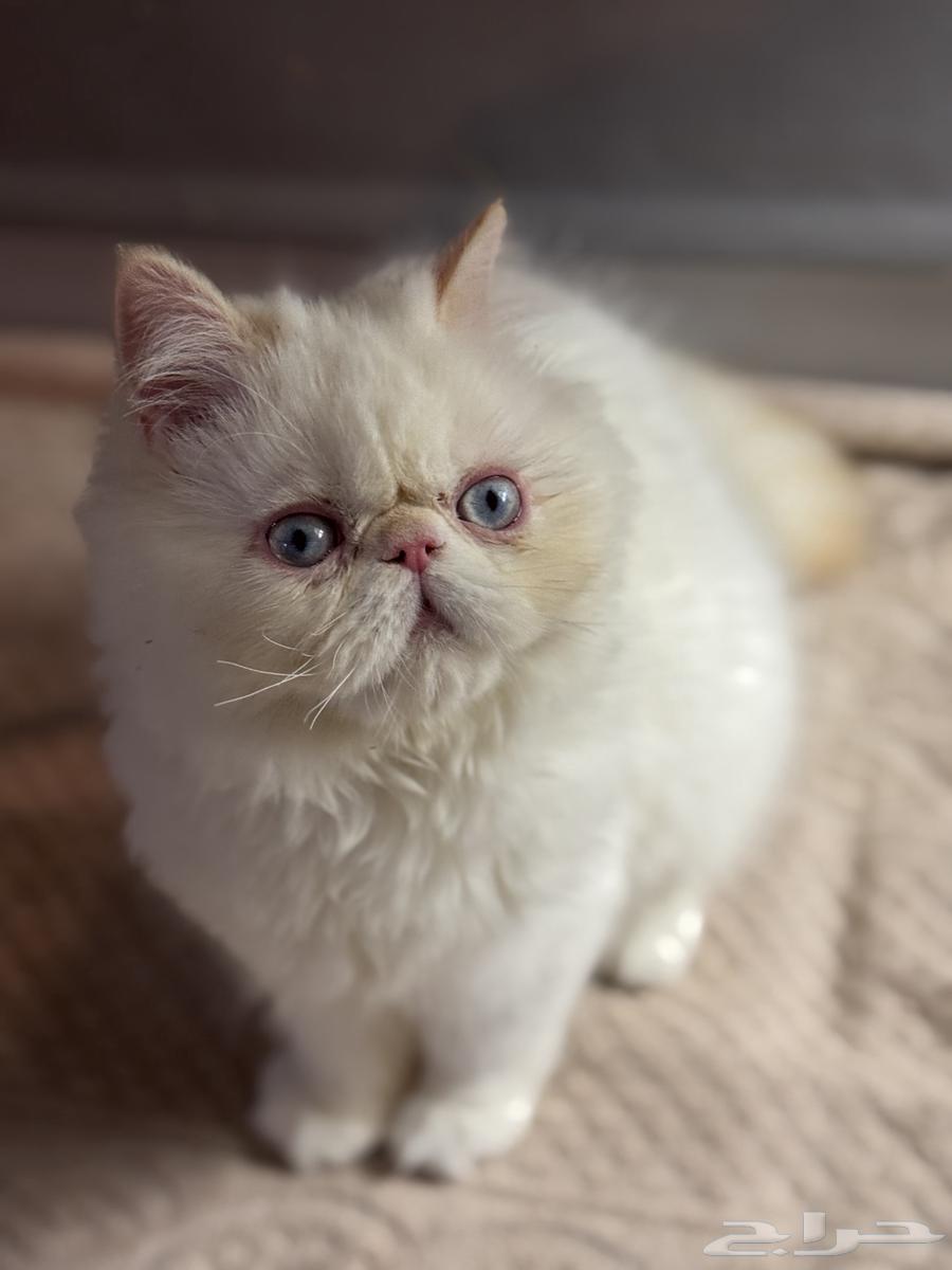 قط بيكي فيس للبيع64381684875905113