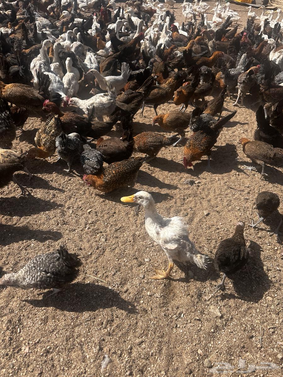 Fayoumi roosters, chickens, and Dawadmi turkeys64366497945601113