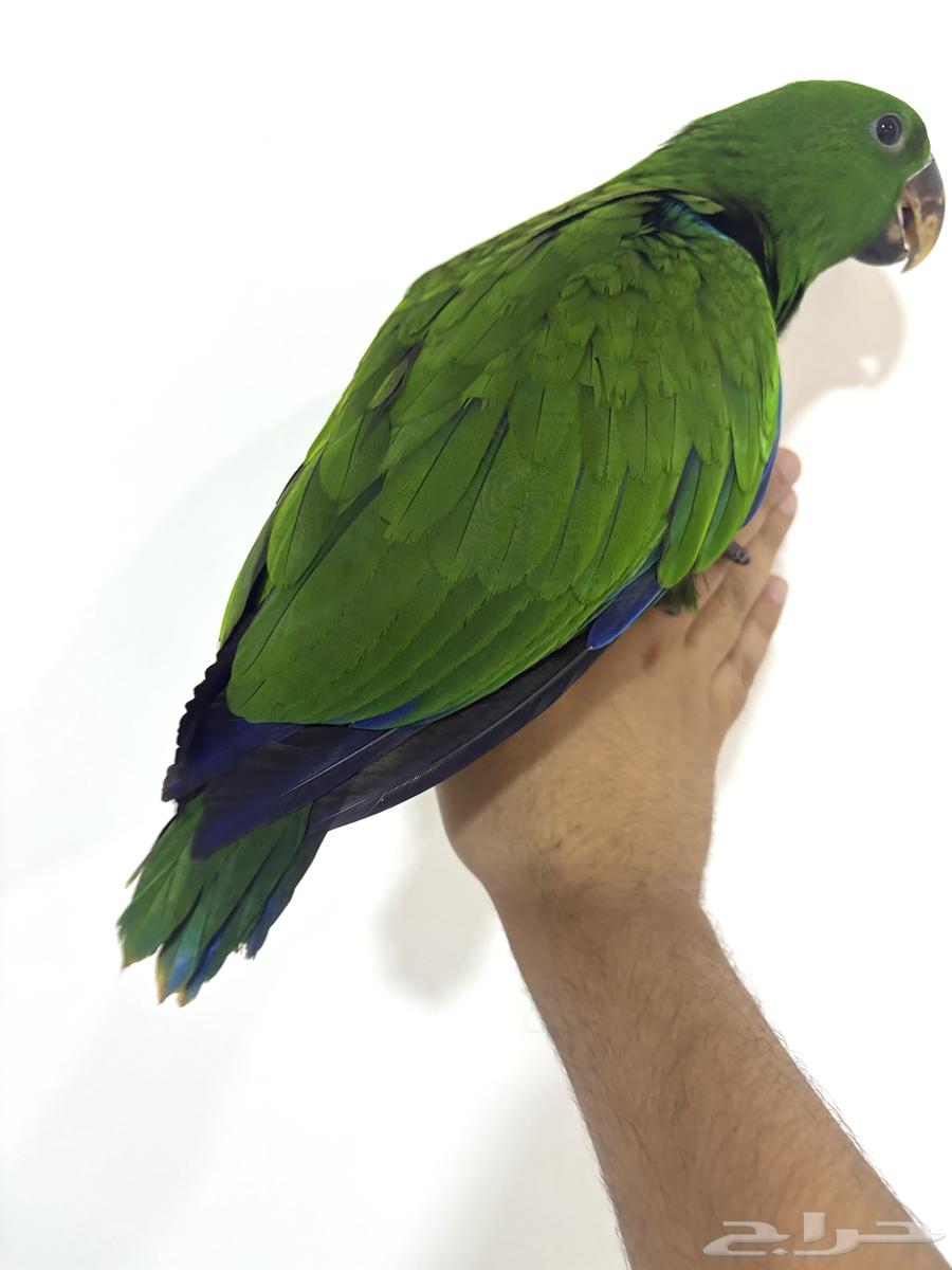 ببغاء اكلكتوس اليف وهدد (Top)64386752628098113
