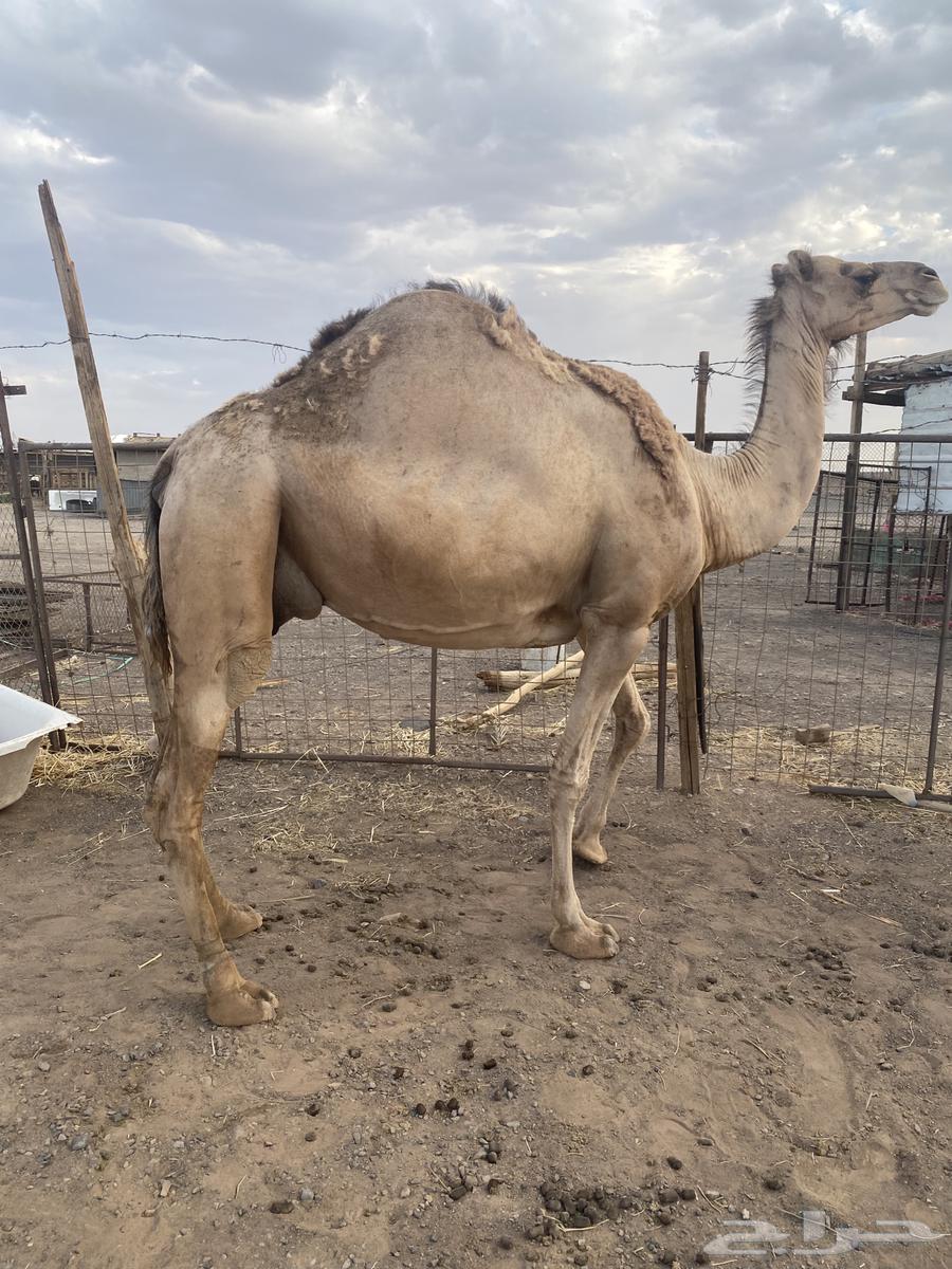 ناقه طيبه خفوت للبيع64389460742659111