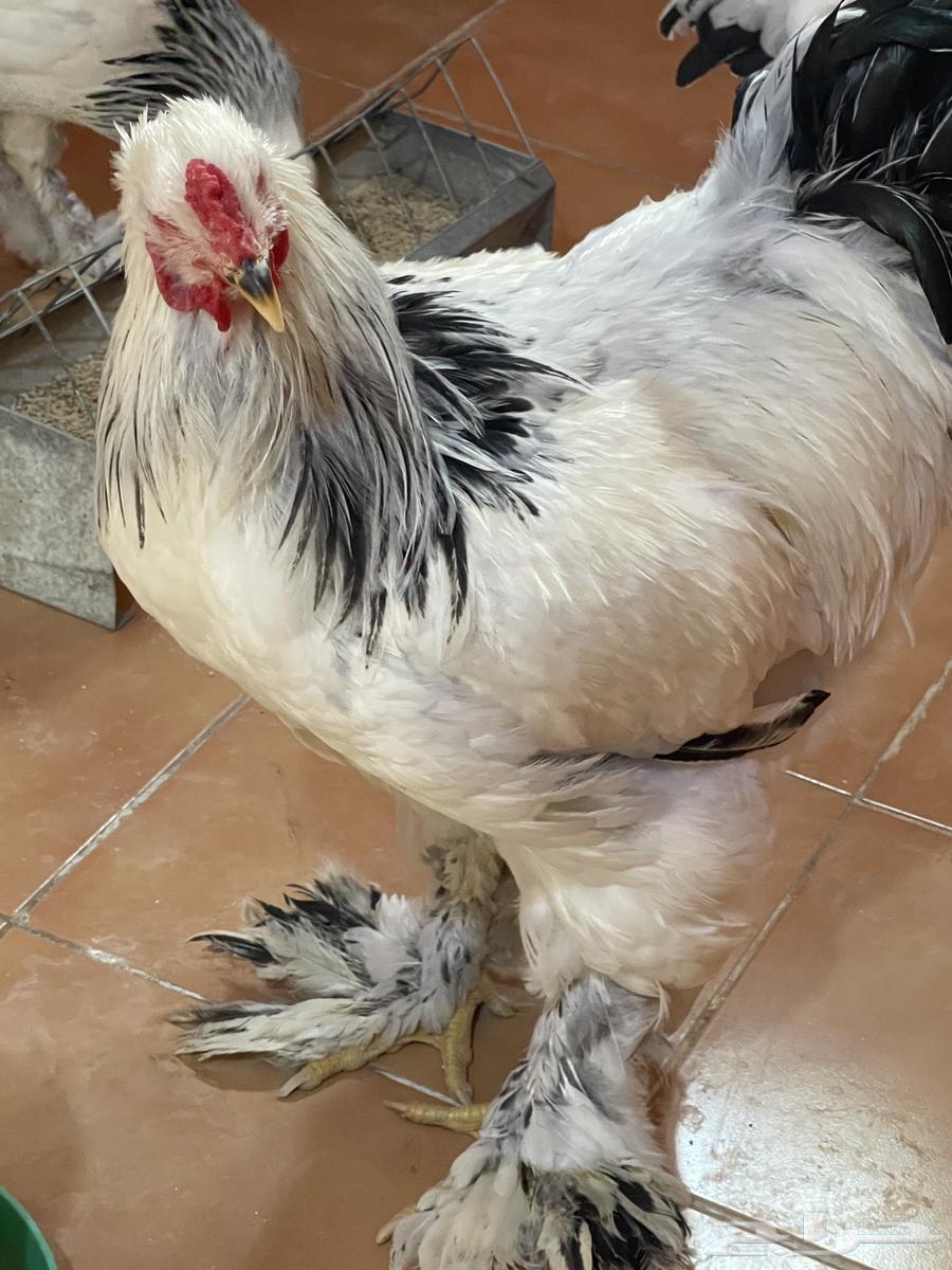 براهما كولمبي64380091729794111