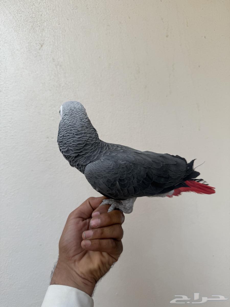 ببغاء كاسكو64379268044930113