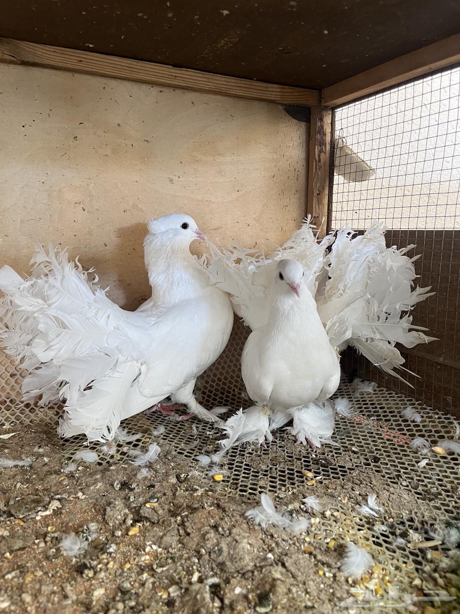 للبيع حمام رقاصي هندي الموقع محافظة الغاط64384410085762110