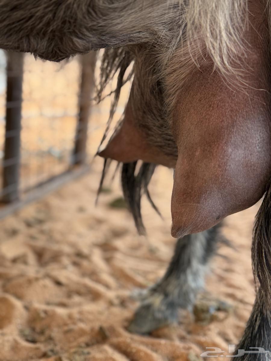 عنز متبع حليب وطيبه64379891226883111