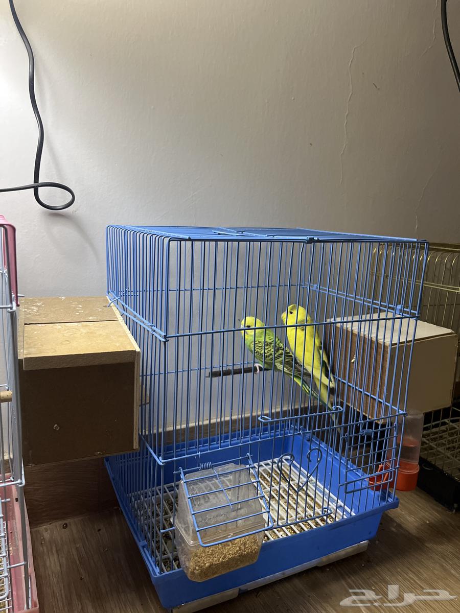 طيور للبيع أو البدل بحمام قطيفي64391770734209110