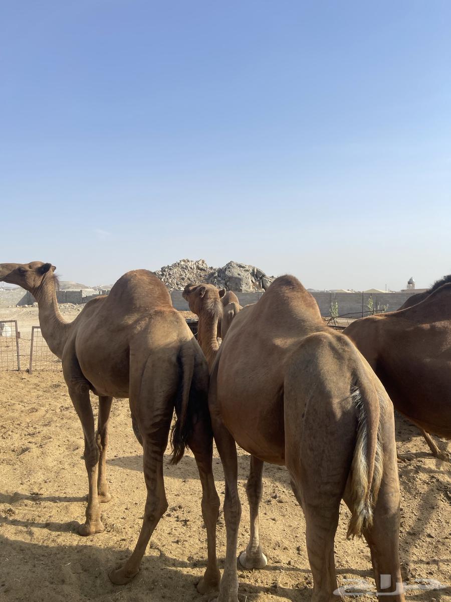 ابل للبيع64386961868674112