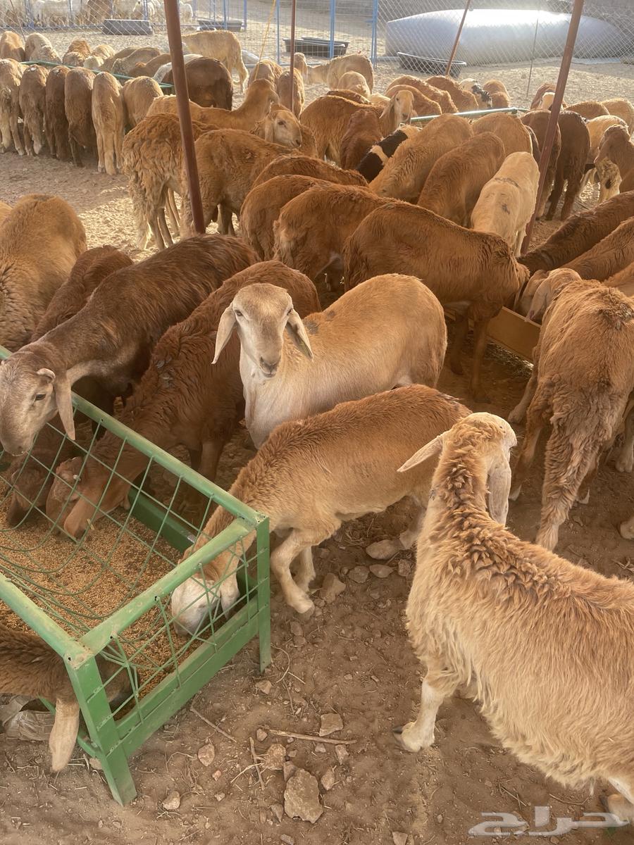 سواكن للبيع64386850221057112