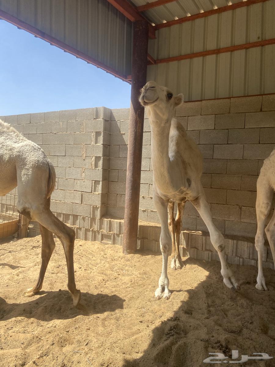 For sale: two white colts, one around five months old and the other a breeding project64384409948545111