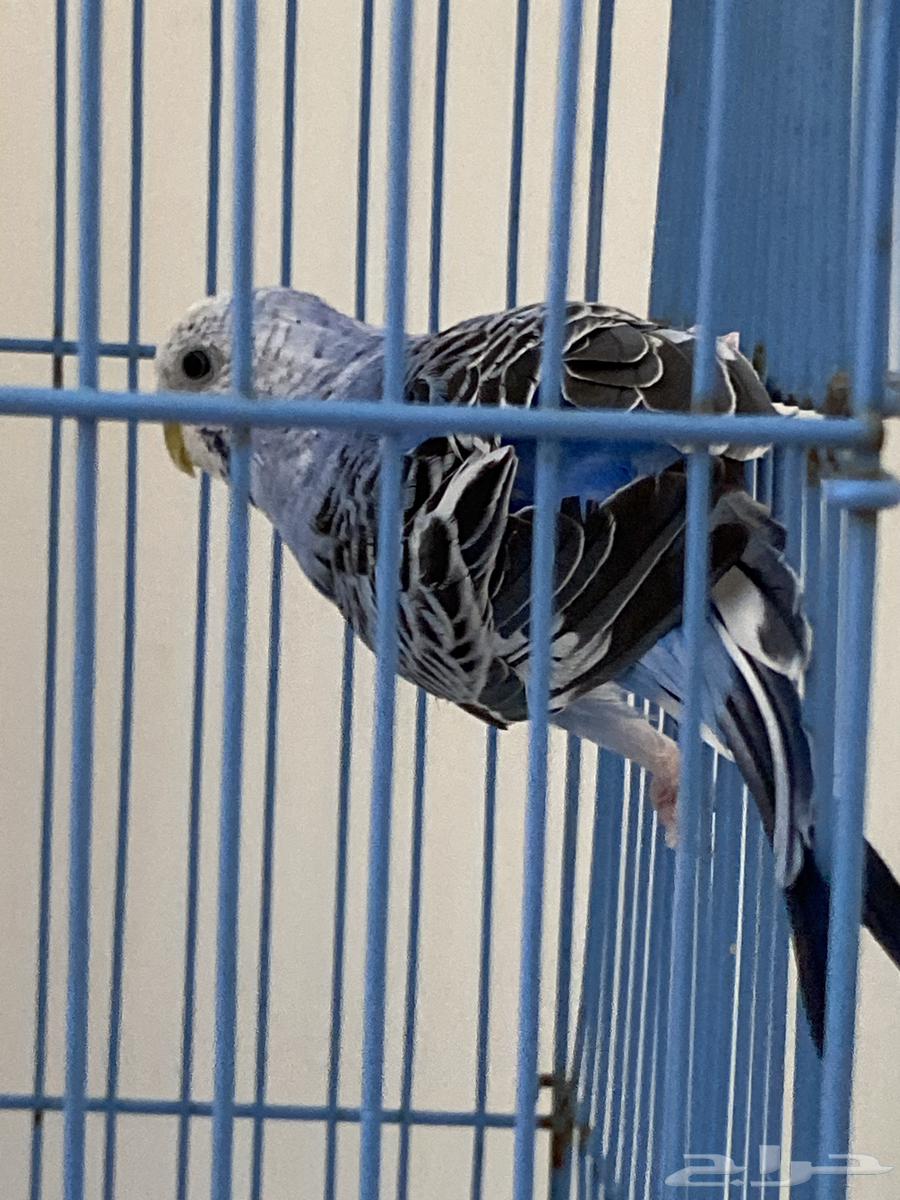 بادجي انثى64381906542723112