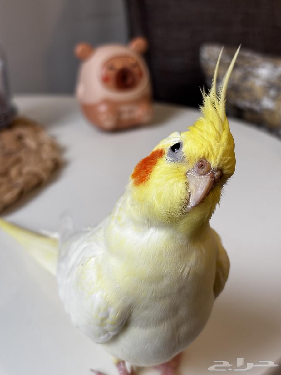 انثى كروان لاتينو اليفه64387676394881111