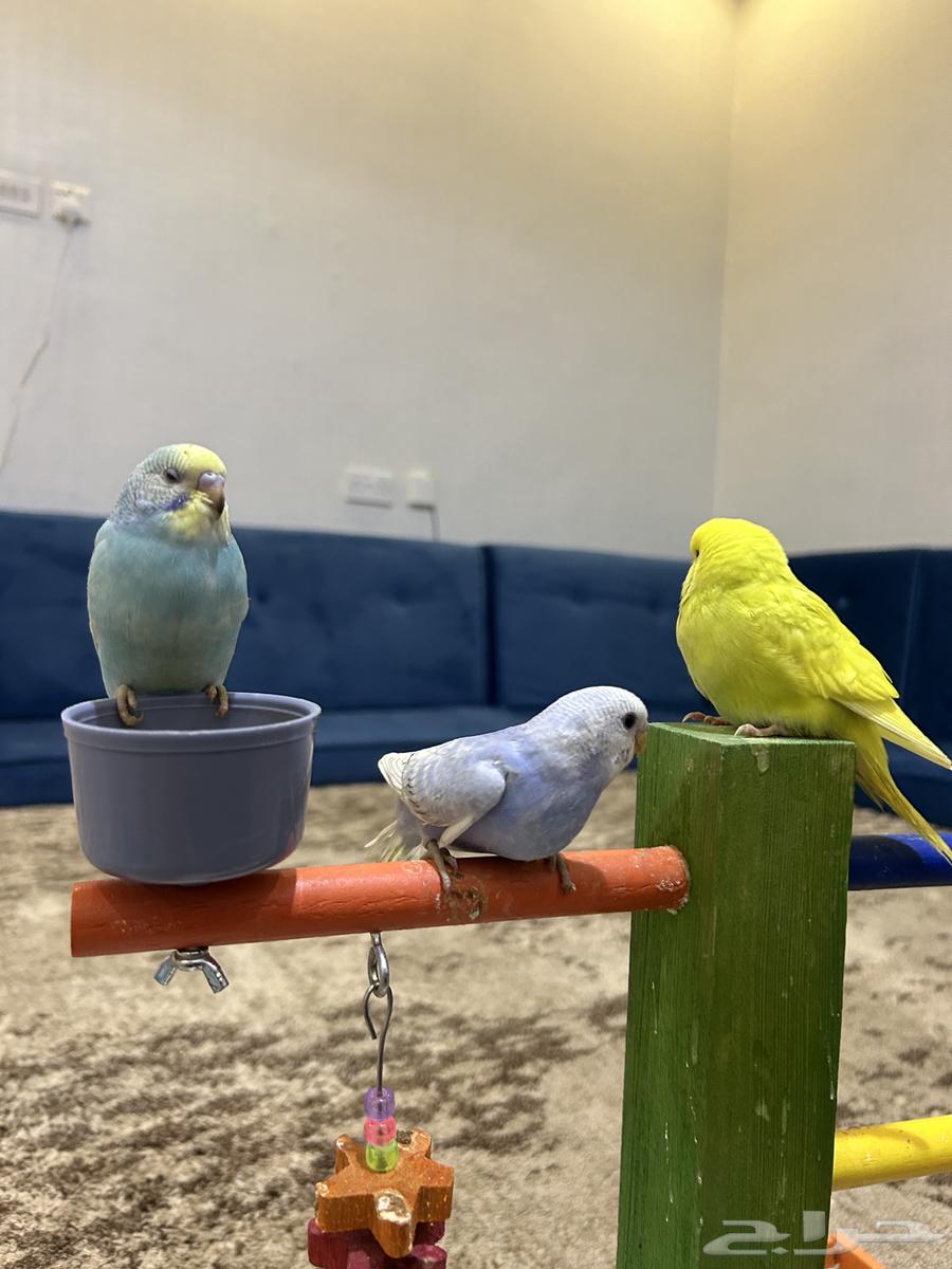 طيور بادجي اليفة64387481326465111