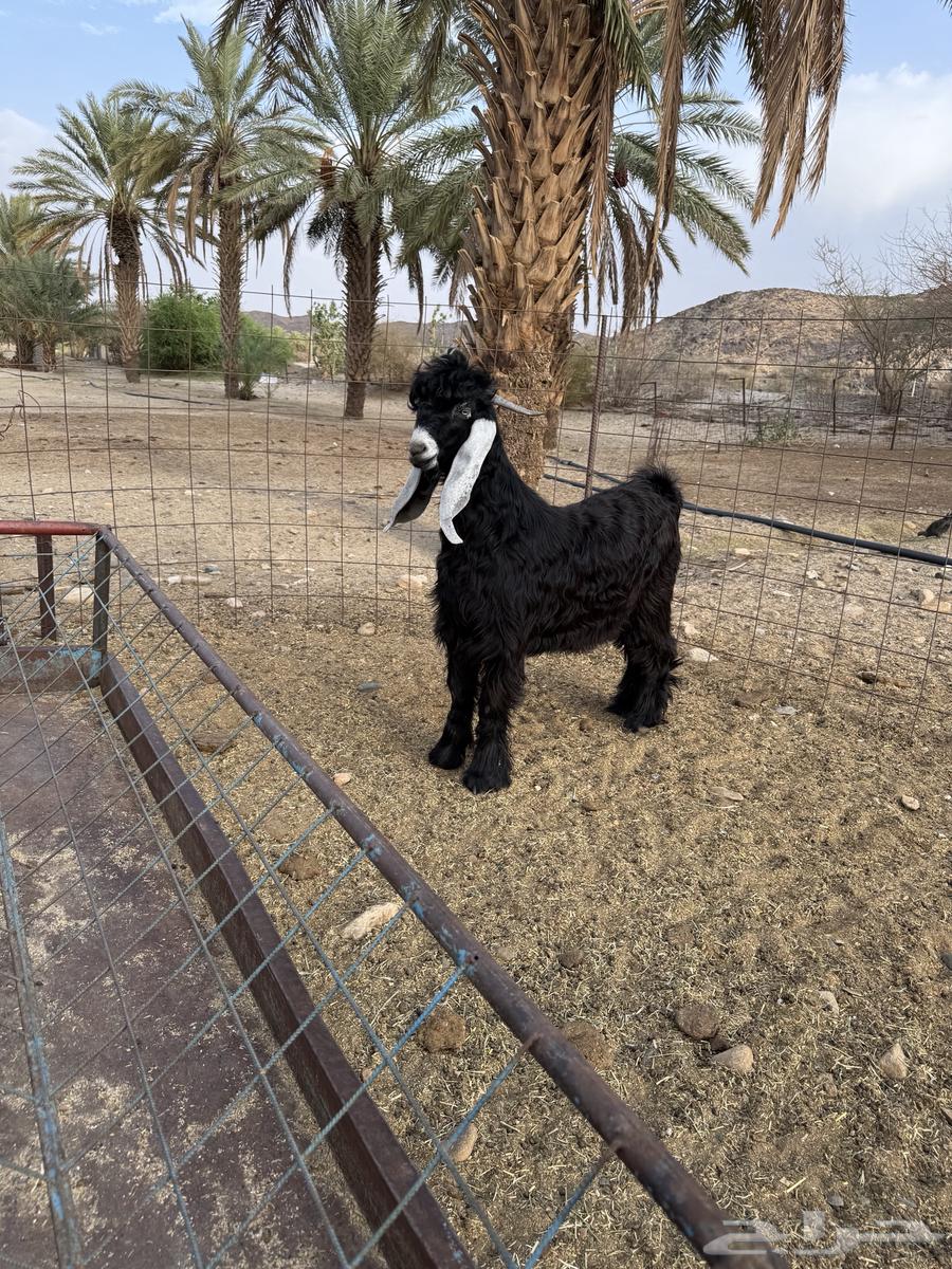 مشروع عارضي صنف64385494897027111