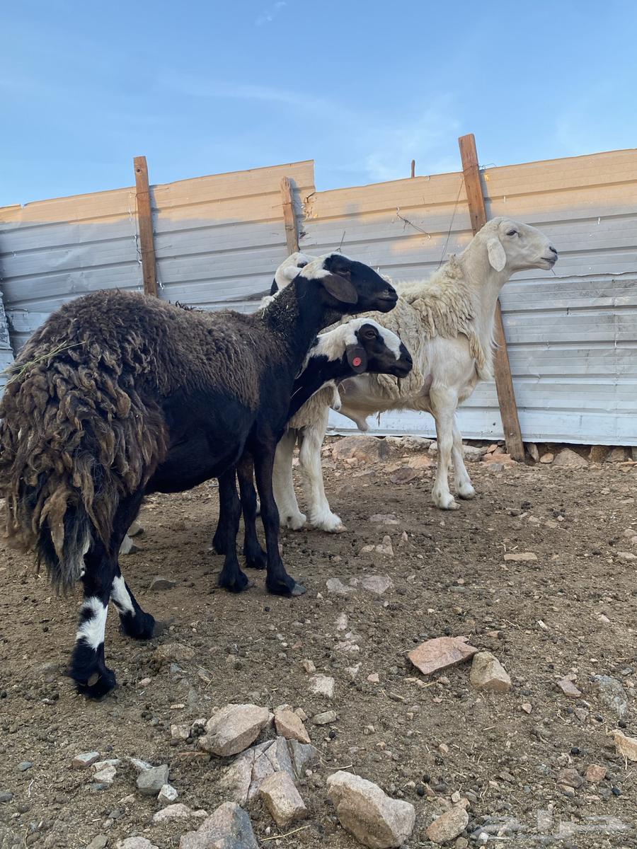 غنم صنف تم البيع64387912528515110