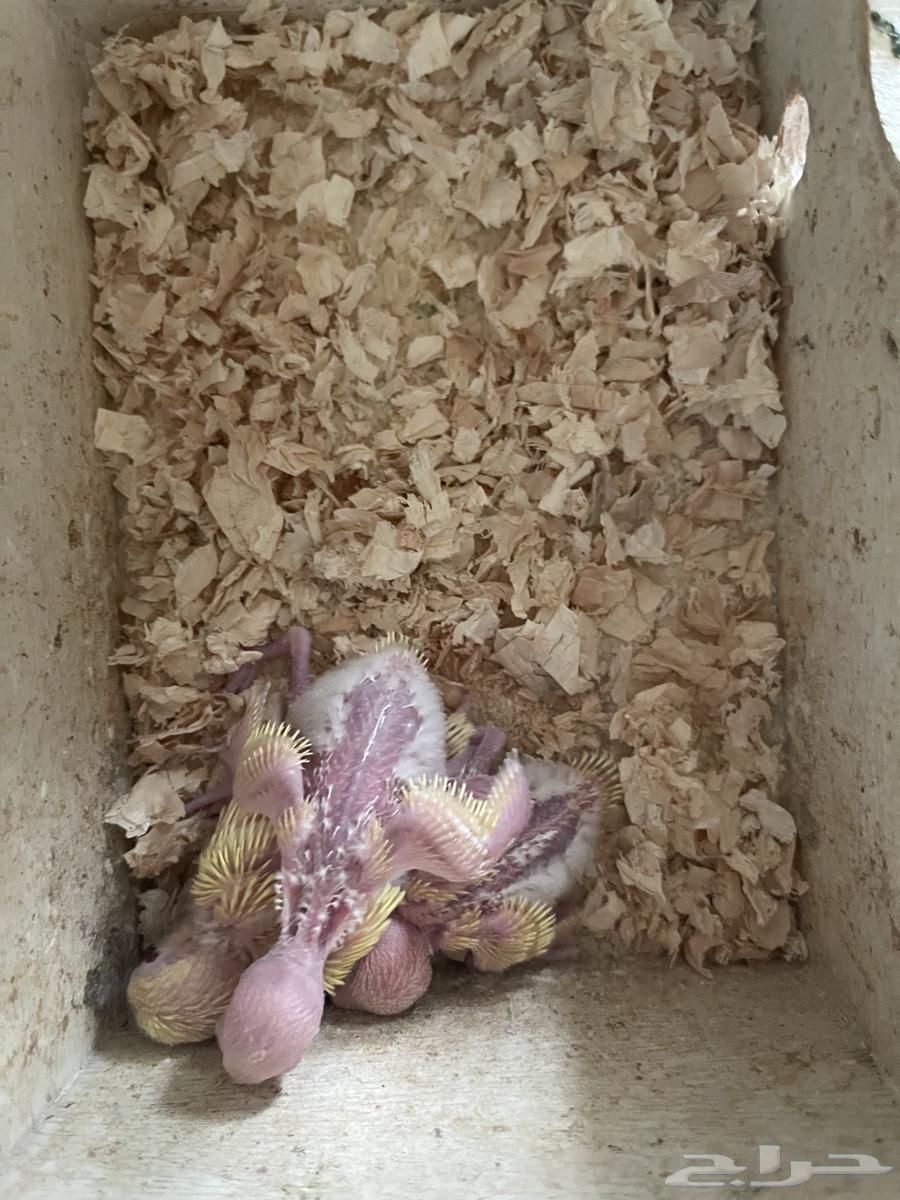 جوز بادجي البينو ولاتينو مع 3 فروخ64381370359683110