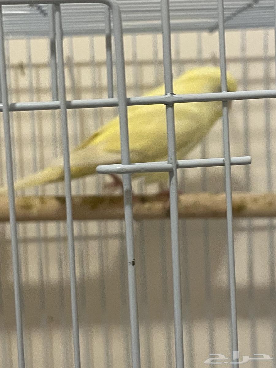 عصفور نوع باجي64383898827266113