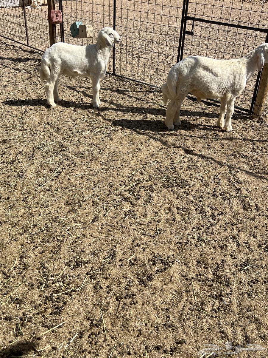 طليان حرية عدد 764380806452611113