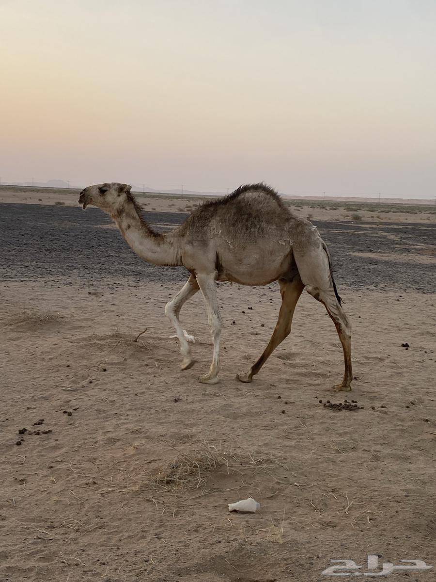 Extended sitting64379891373313111