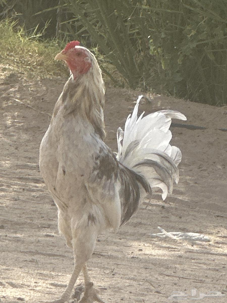 ديك شبابي كفوو حار للبيع64380168890115111