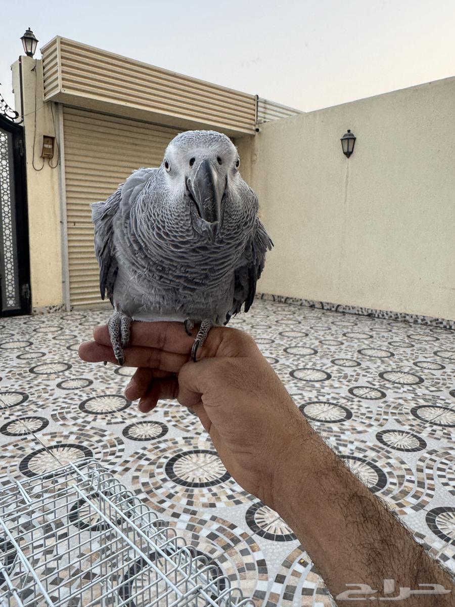 Alif Mutation Helmet64381328509058112