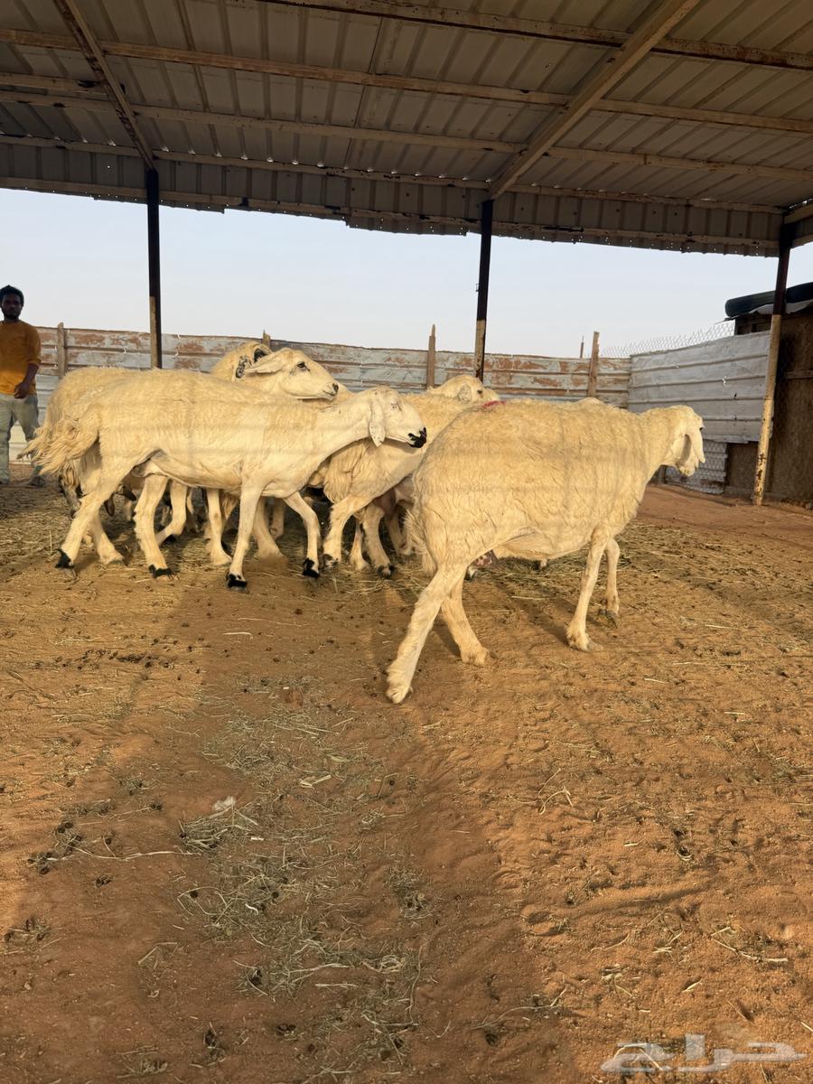 للبيع حريات متابيع64386821943809113