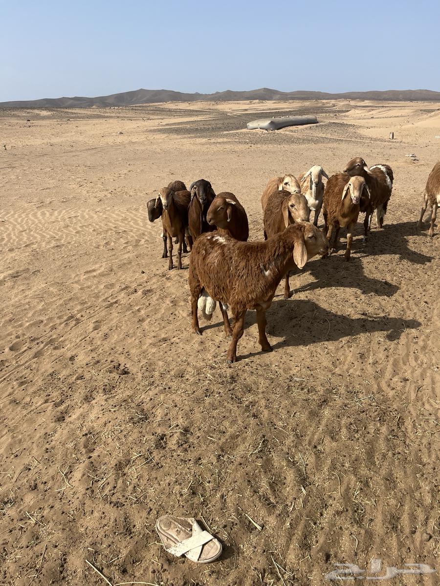 You have an occasion and want to look good? 11 Sudanese goats64381287275779110