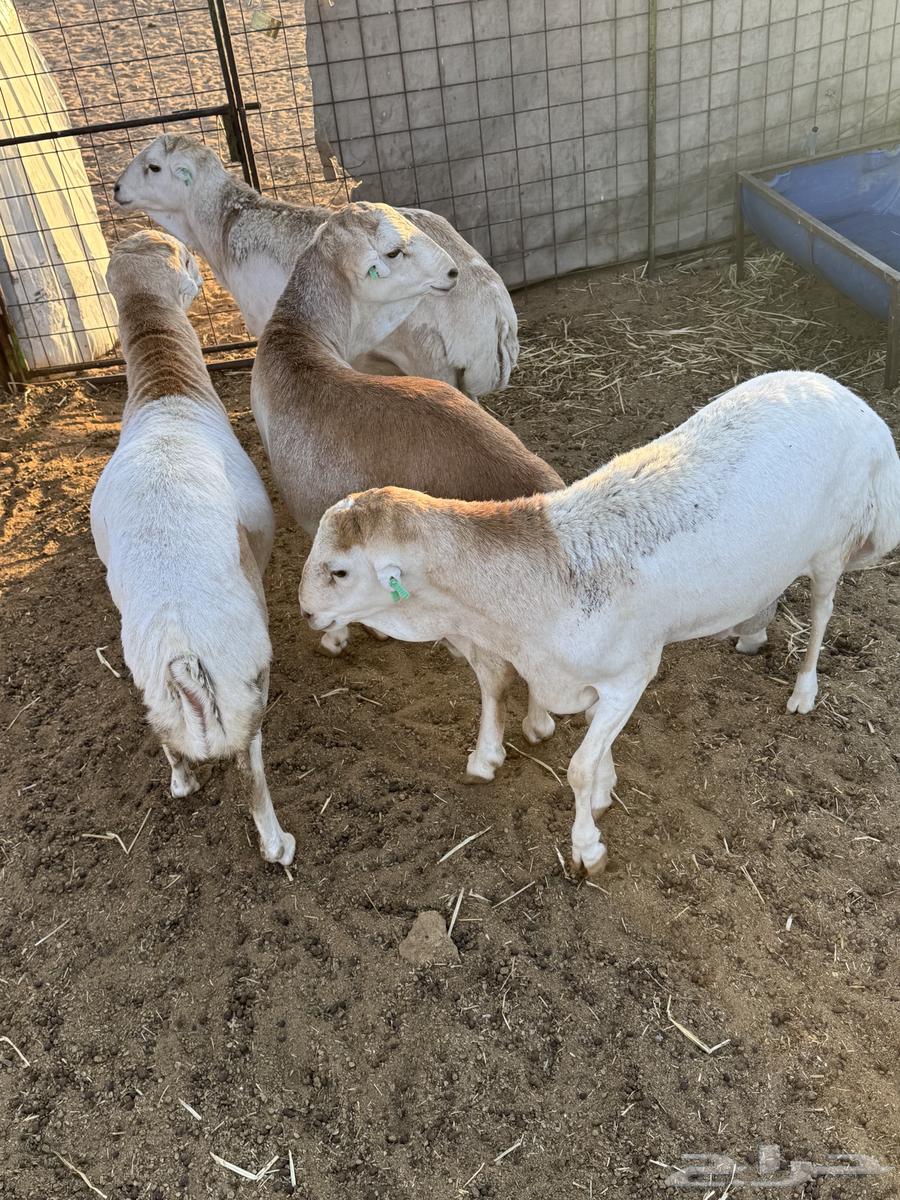 Sheep for sale64380042140545113