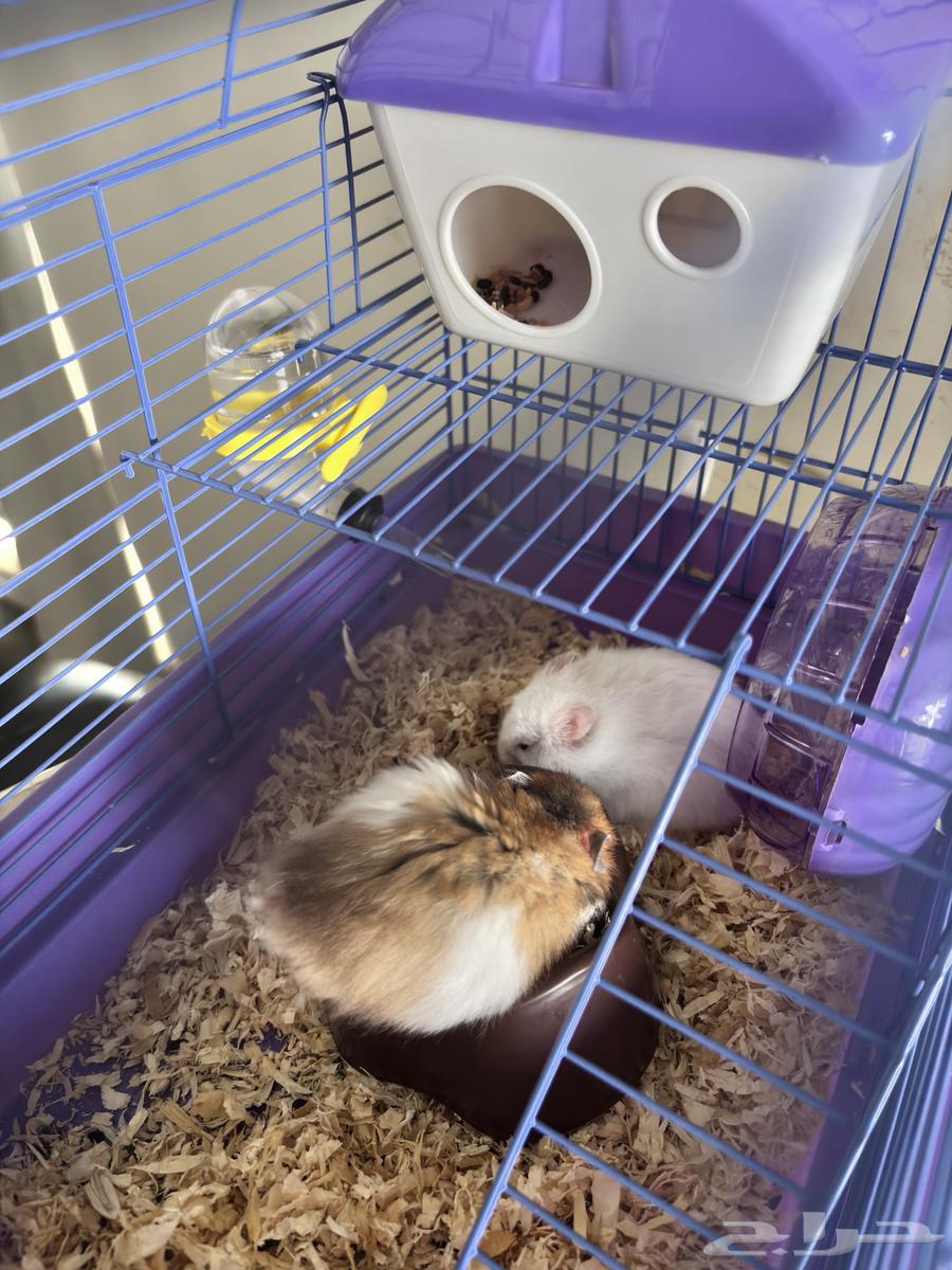 هامستر ذكر وأنثى صحتهم زينه (اول منيجي يجي ياخذ بسعر يبيه64384883593217110