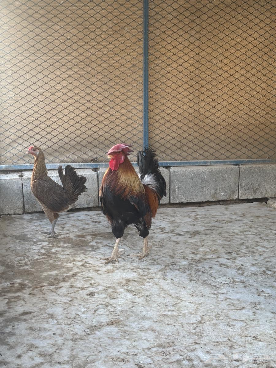 Big rooster free details in my previous ad64387579051395114