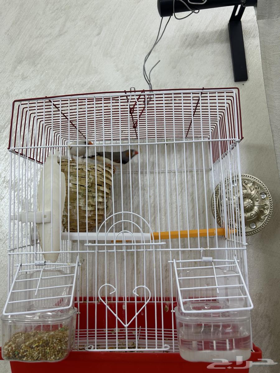 Zebra Pair64389626562049112