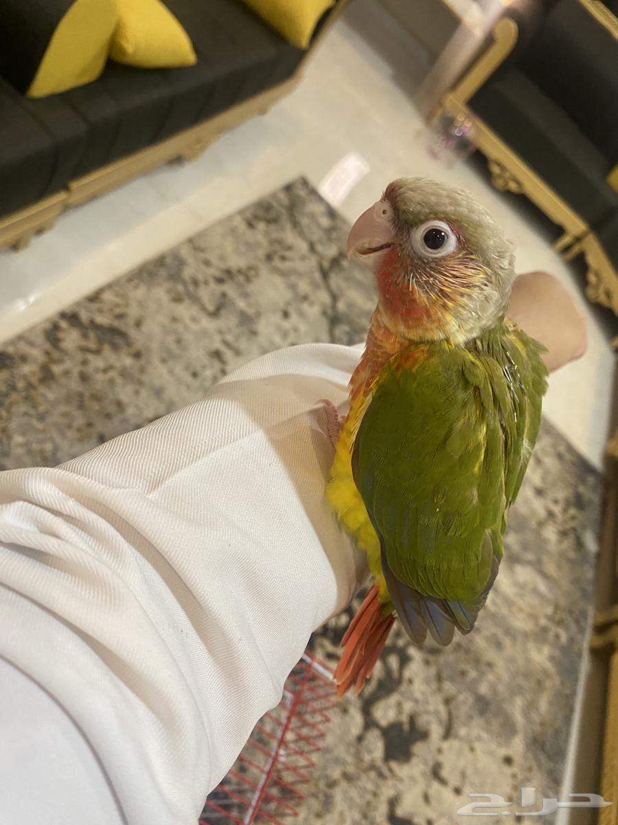 Farakh Knyor returned factor64383830270338111