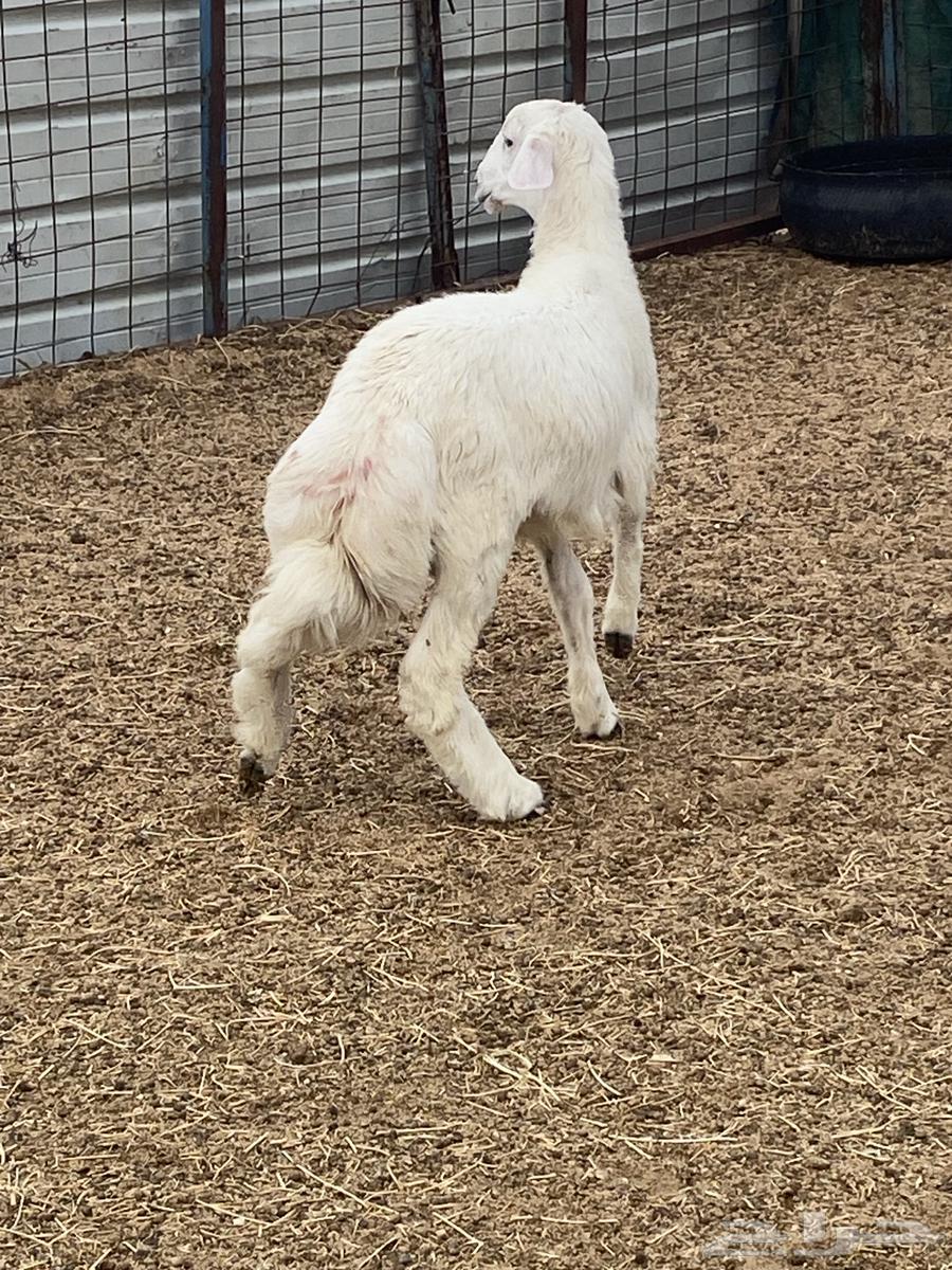 للبيع طلي64385621018115110