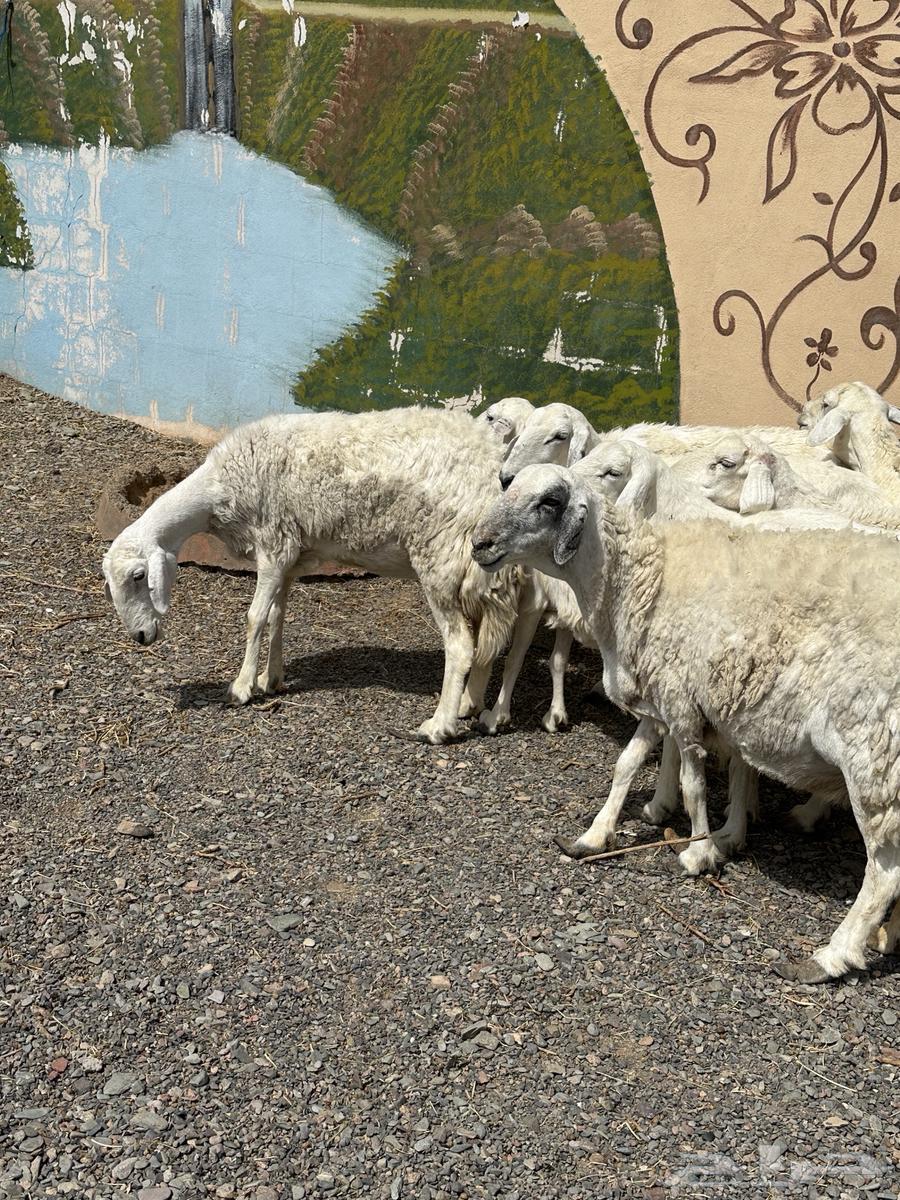 ضأن حريات دفيع وضريع باين64381410952707114