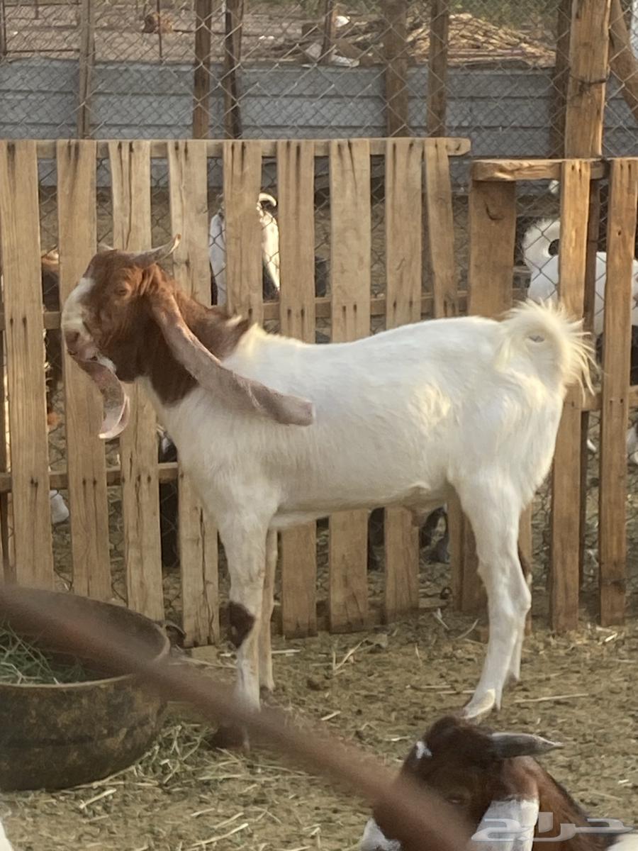 تيس للبيع64383483790466111