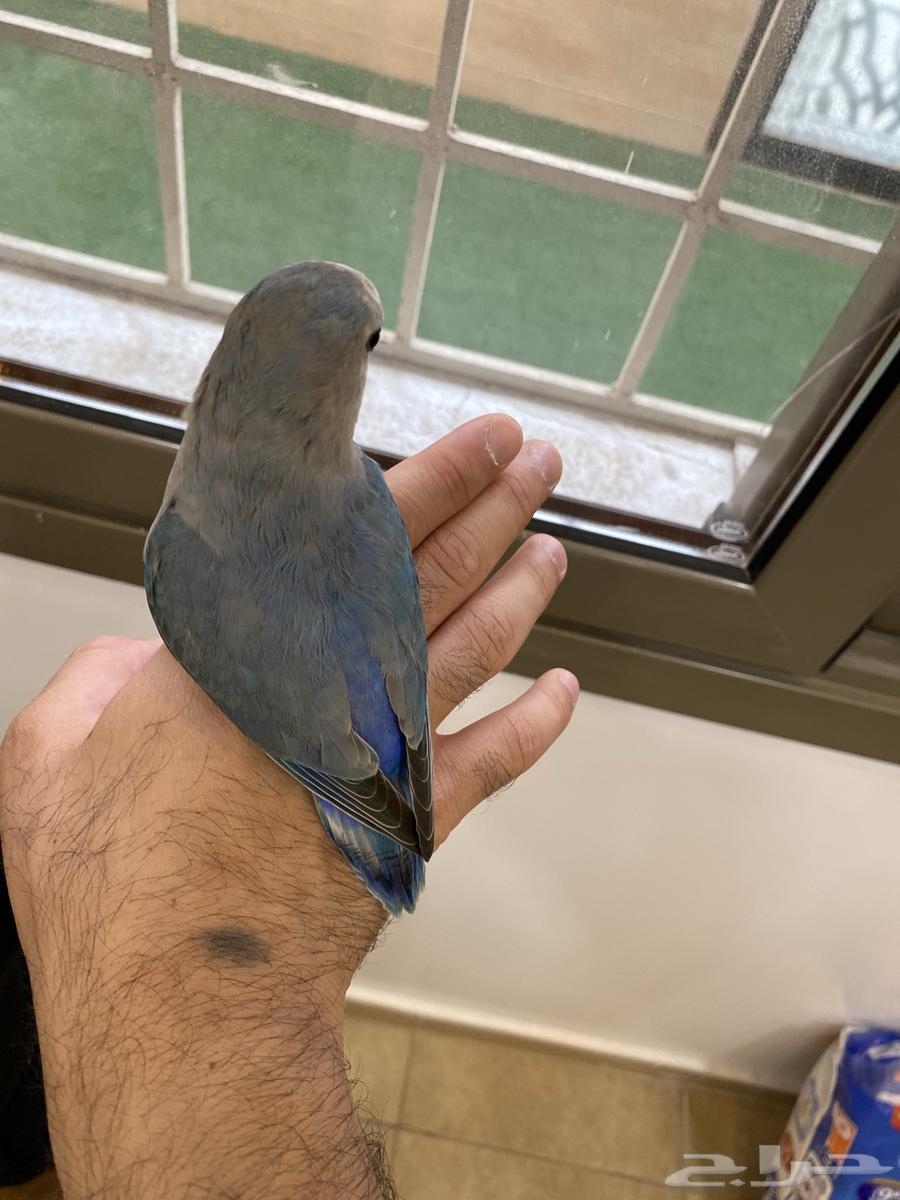 للبيع روز اليف هدد متكلم يقول تعال ويبوس64383011366659111