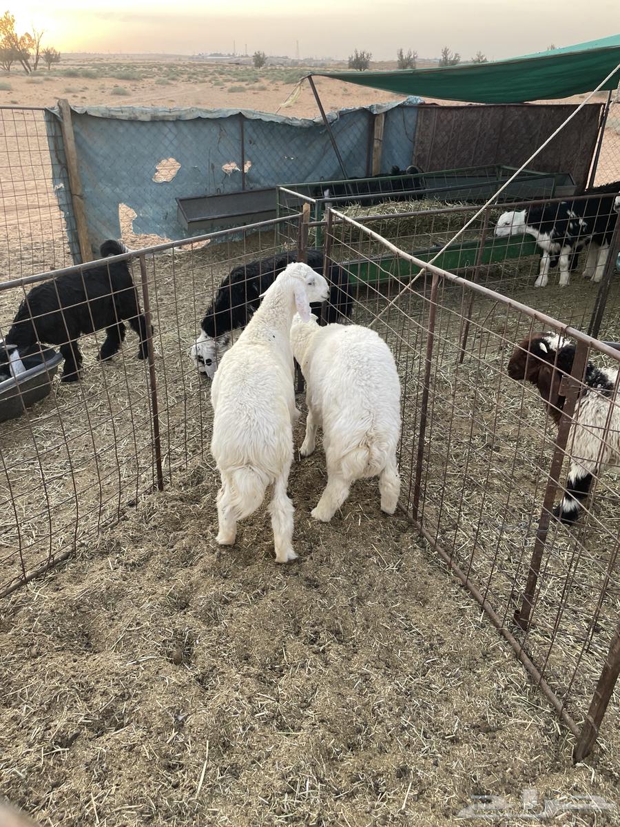 خرفان العدد 2 البيع جمله او تفريد64382459743362111