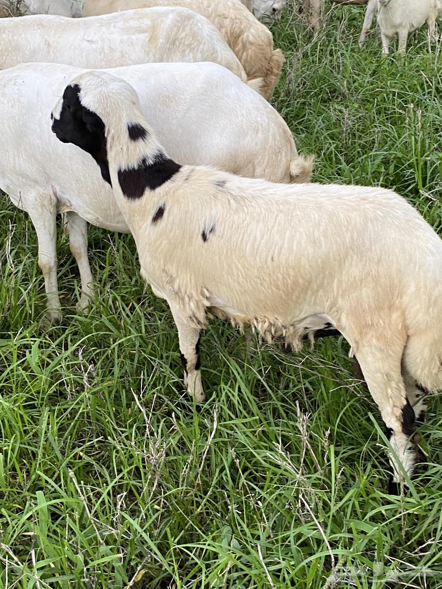 خروف للبيع64387355081858111