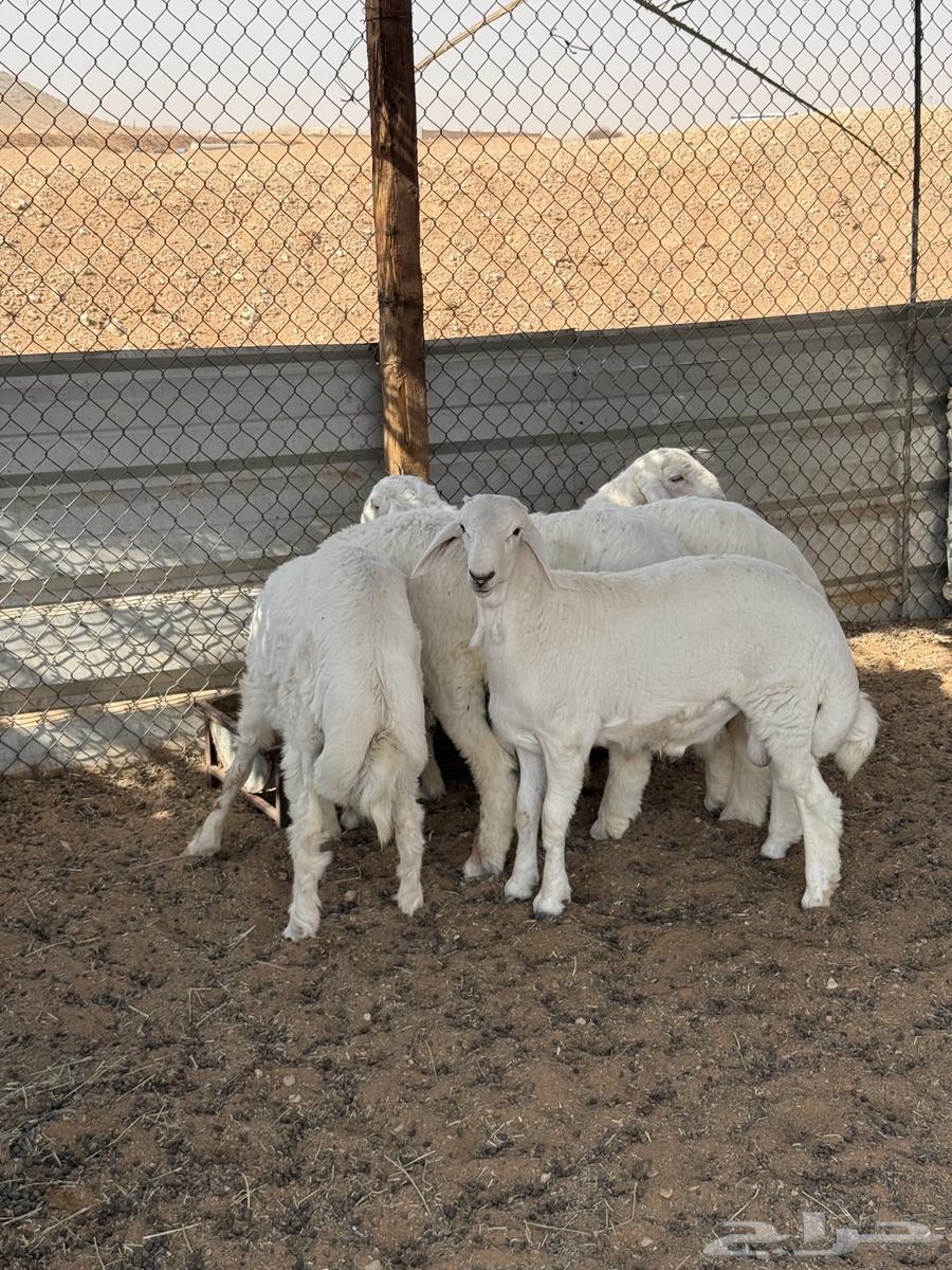 ذبايح حري للبيع64389750597379113