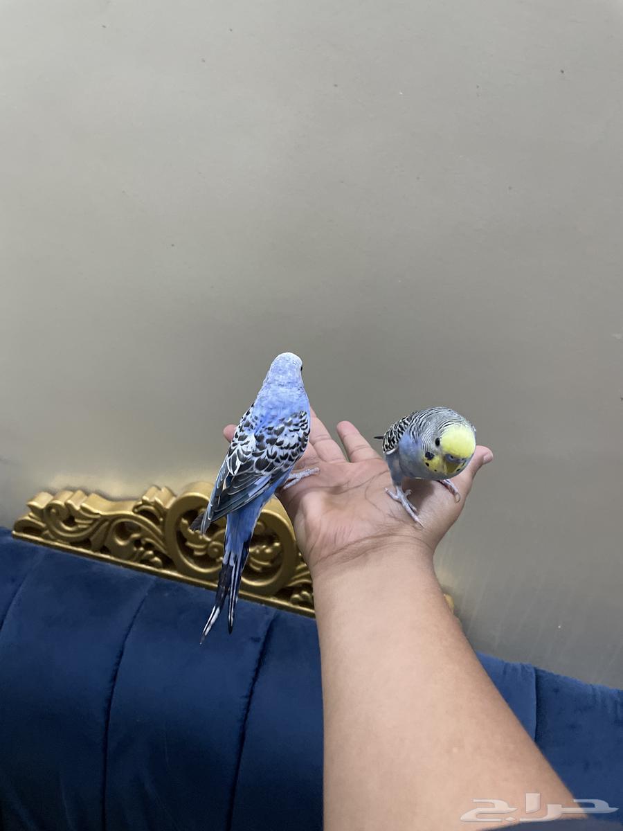 عصافير للبيع على السوم وليفه64388867340161110
