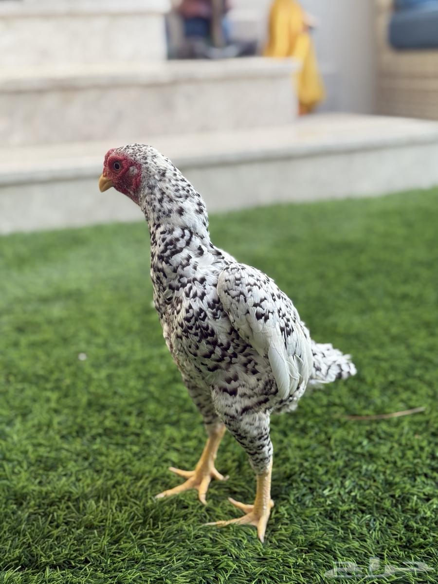 للبيع طقم كوشامو او فايتر الماني فاخر64379805187841113