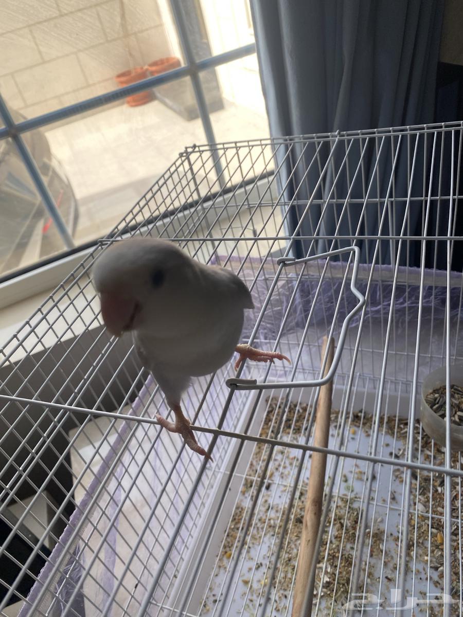 طيور حب نوع روز64380820194178112