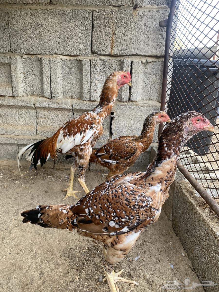 طقم سندي للبيع64382100613123111