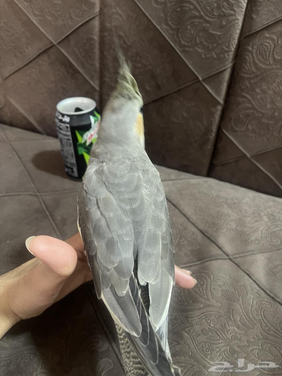 كروان مجهول الجنس64381617025410113