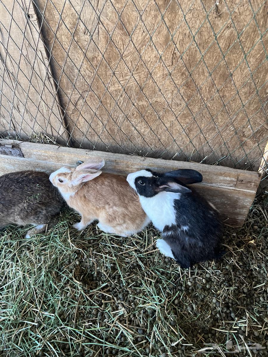 ارنب للبيع64383178094339110